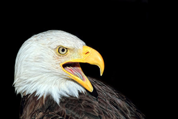 Portrait of an american bald eagle