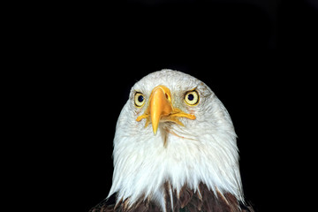 Portrait of an american bald eagle