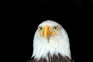 Crédence de cuisine en verre imprimé Aigle Portrait of an american bald eagle