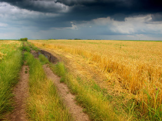 Wheat field and dirt road