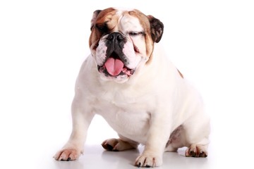 Fototapeta premium englische Bulldogge zwinkert