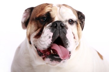 Fototapeta premium englische Bulldogge Portrait