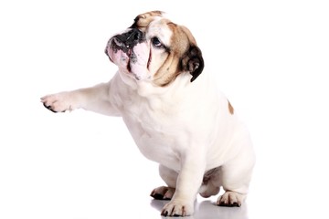 Fototapeta premium englische Bulldogge gibt Pfötchen