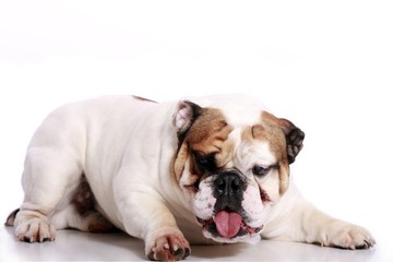 Fototapeta premium zepsuty buldog angielski