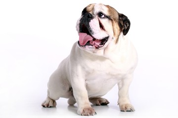 englische Bulldogge sitzend