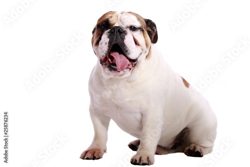&quot;englische Bulldogge sitzend&quot; Stockfotos und lizenzfreie