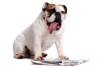 englische Bulldogge liest Zeitung,