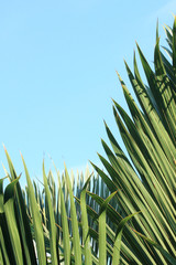 palmes de palmier bonbonne sur fond de ciel bleu