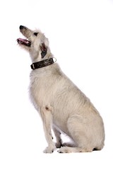 Irish Wolfhound sitzend