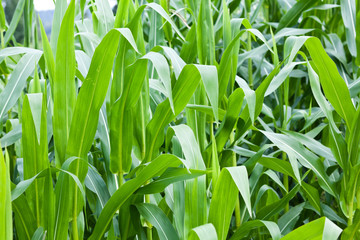 Maize field during summer
