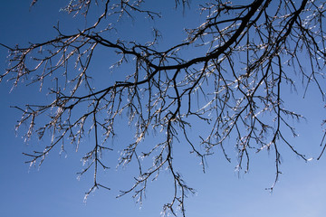 Obraz premium Icy tree