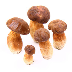 Xerocomus mushrooms of different size on white background
