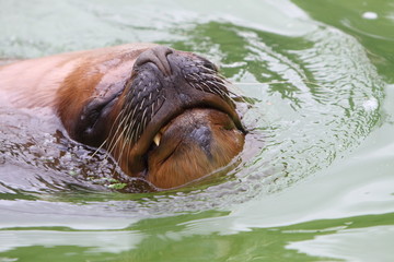 sealion