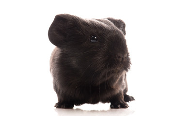 guinea pig isolated on the white background