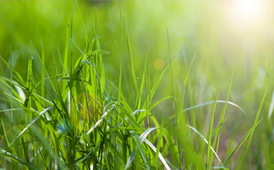 Sunny spring light green grass