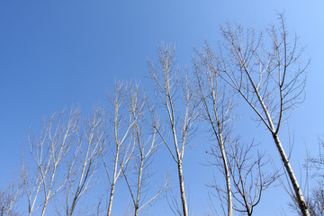 poplar trees in winter
