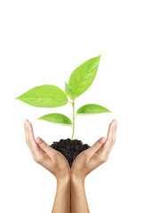 green plant in woman hands isolated on white