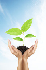 green plant in woman hands over sky