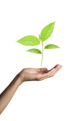 green plant in woman hands isolated on white