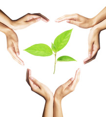 green plant surrounded by hands on white