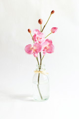 pink orchid in vase