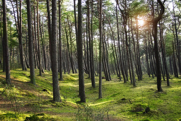 Green pine forest with ray of light