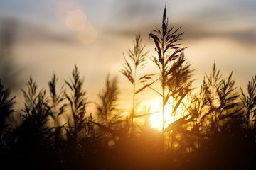 Fototapeta premium sunset over sedge