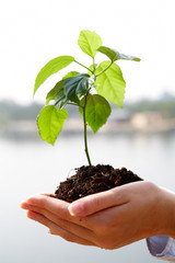 Growing plant © pressmaster