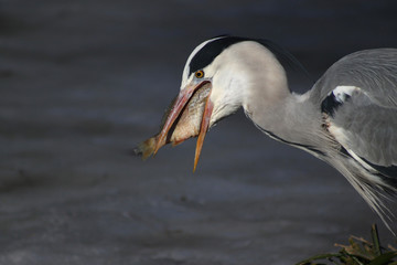 Graureiher frisst einen Fisch