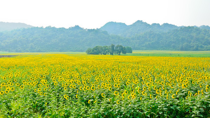 Sunflower field