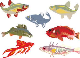 seven color fishes collection