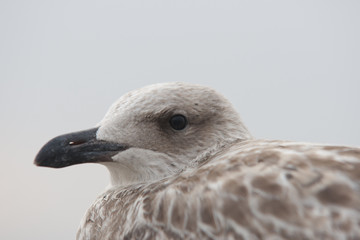 Möwe schaut