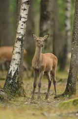biche