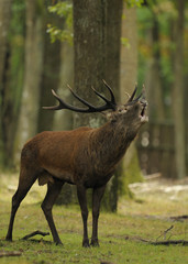 le brame du cerf