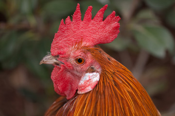 Rooster close