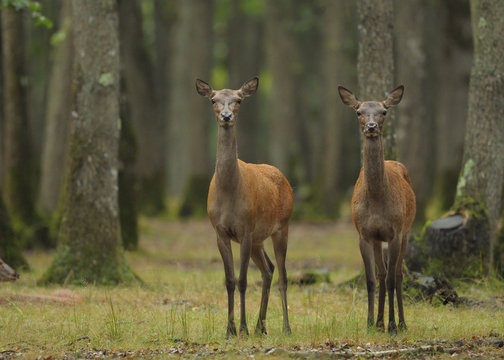2 biche