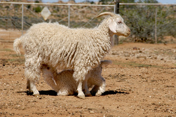 Mother and kid Angora goats