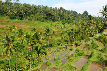 Fototapeta na wymiar Green rice terraces in Bali