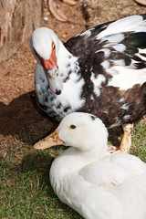 Duck couple