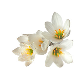 Fototapeta na wymiar lilie na białym tle. Zephyranthes candida