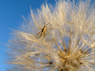 grasshopper on dandelion