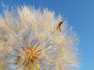 macro grasshopper on dandelion