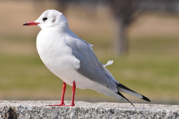 カモメの群れ