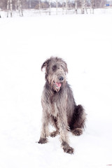 Irish wolfhound
