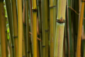 bamboo detail