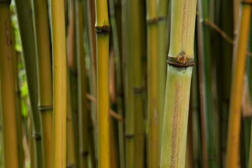 Crédence de cuisine en verre imprimé Bambou détail de bambou