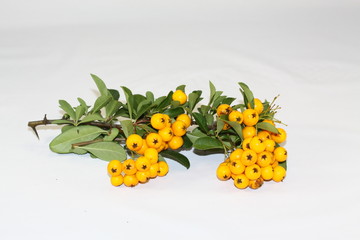 Vogelbeeren