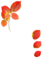 autumn leaves frame for your text
