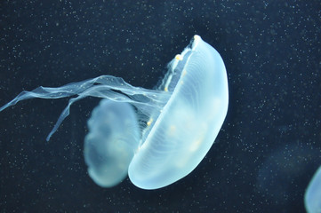 Jellyfish
