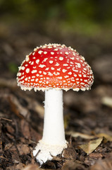 fly agaric